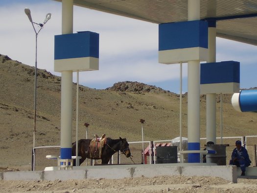 Funny Horse at Mongolian gas station
