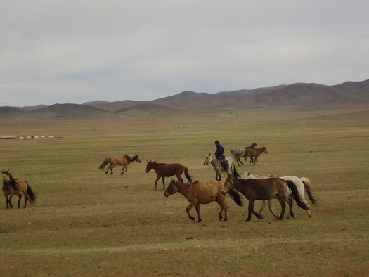 Horse herd in Mongolia