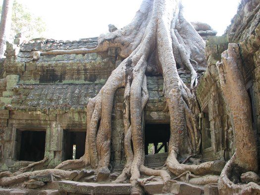 Angkor Wat overgrown