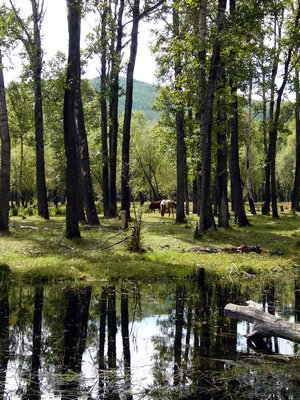 Trees and horses in Mongolian forest