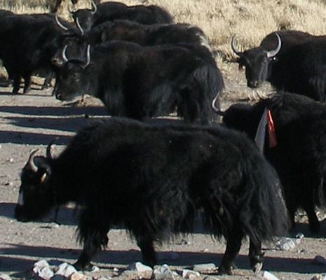 Yak herd close-up