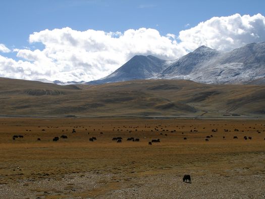 Yak herd in Tibet