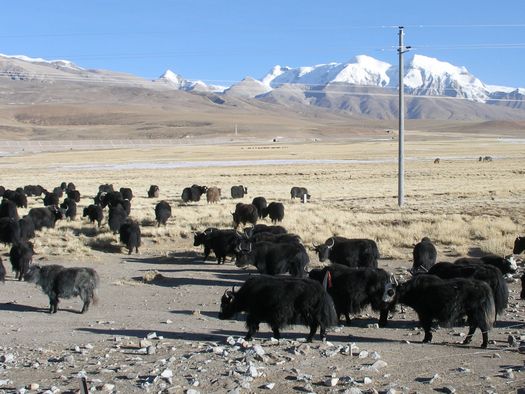 Yak herd beside Tibet railway