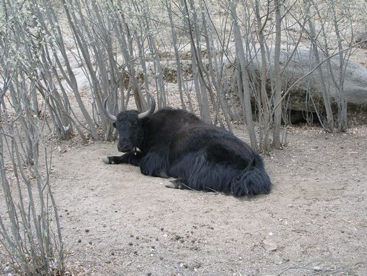 Blue yak resting, Tibet