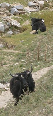 Yaks look at hikers