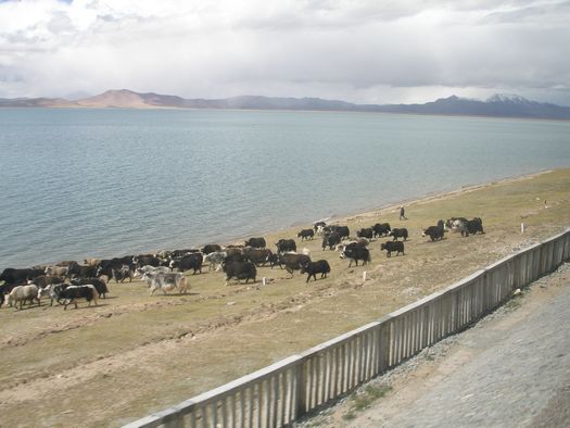 Yak herd beside Tibet railway