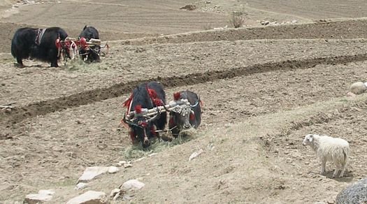 Plowing with yaks