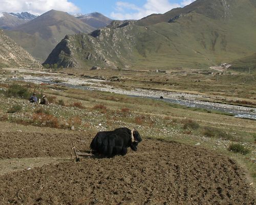 Yaks in field yoked for plowing