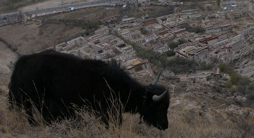 Yak near Sera Monastery, Lhasa, Tibet